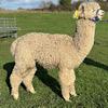 TOFT Nautilus Light Fawn Stud Male standing at TOFT Alpaca Stud